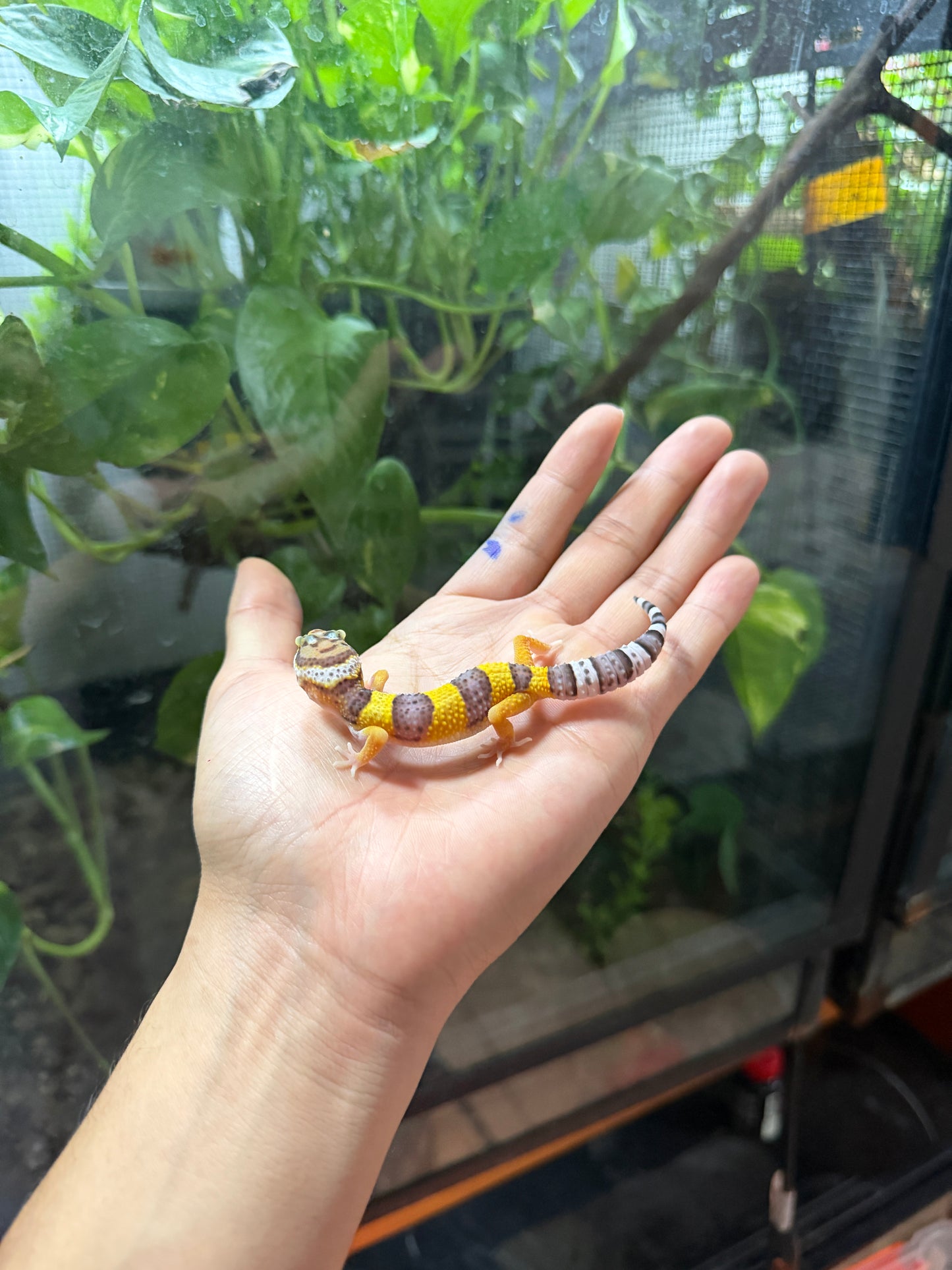 GECKO LEOPARDO HIGH YELLOW HET ECLIPSE 68