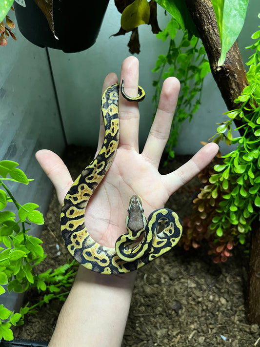 PASTEL HET CLOWN HEMBRA 96