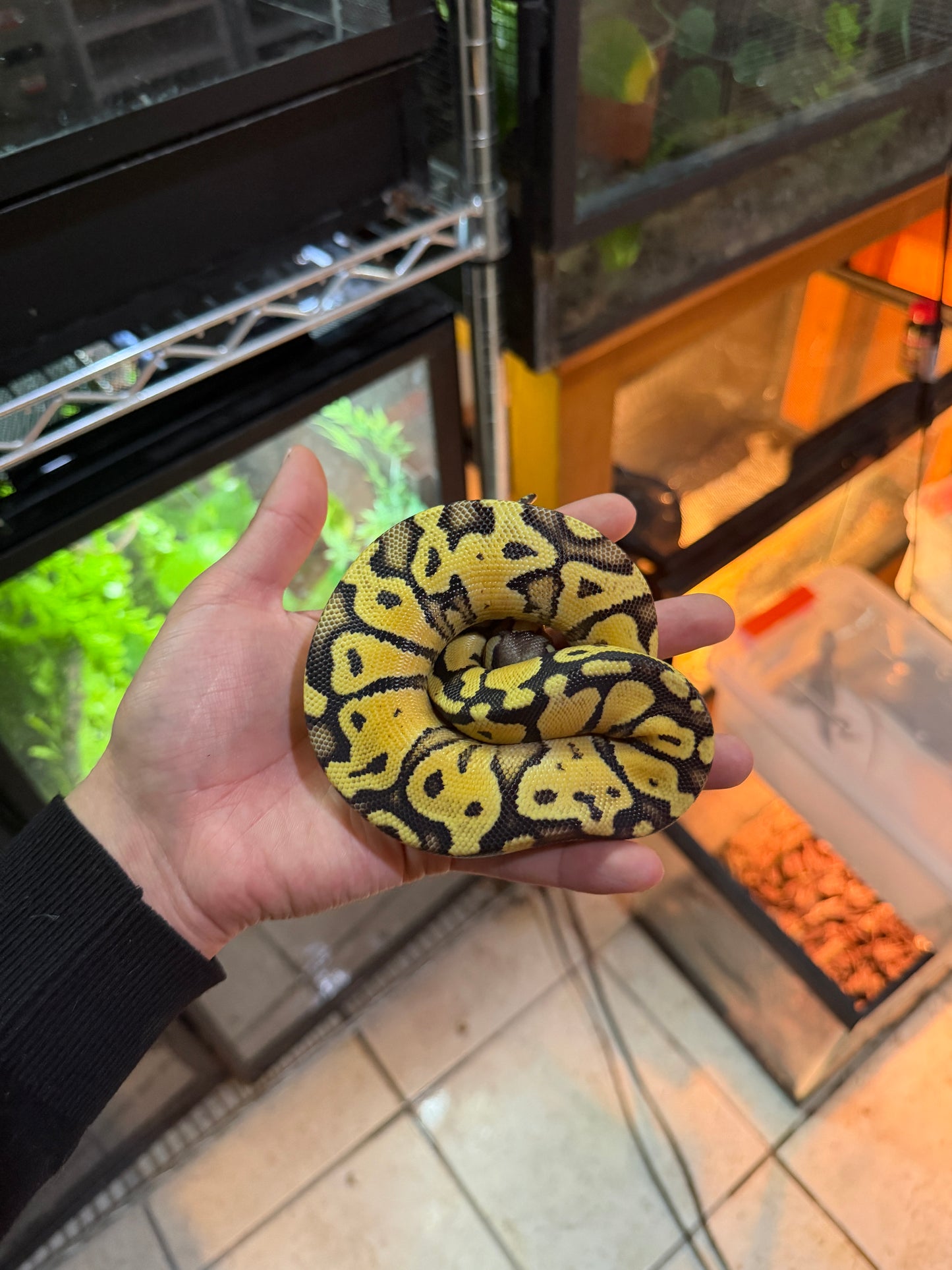 PITÓN BOLA PASTEL YB 66% HET PIED POSS DISCO MACHO