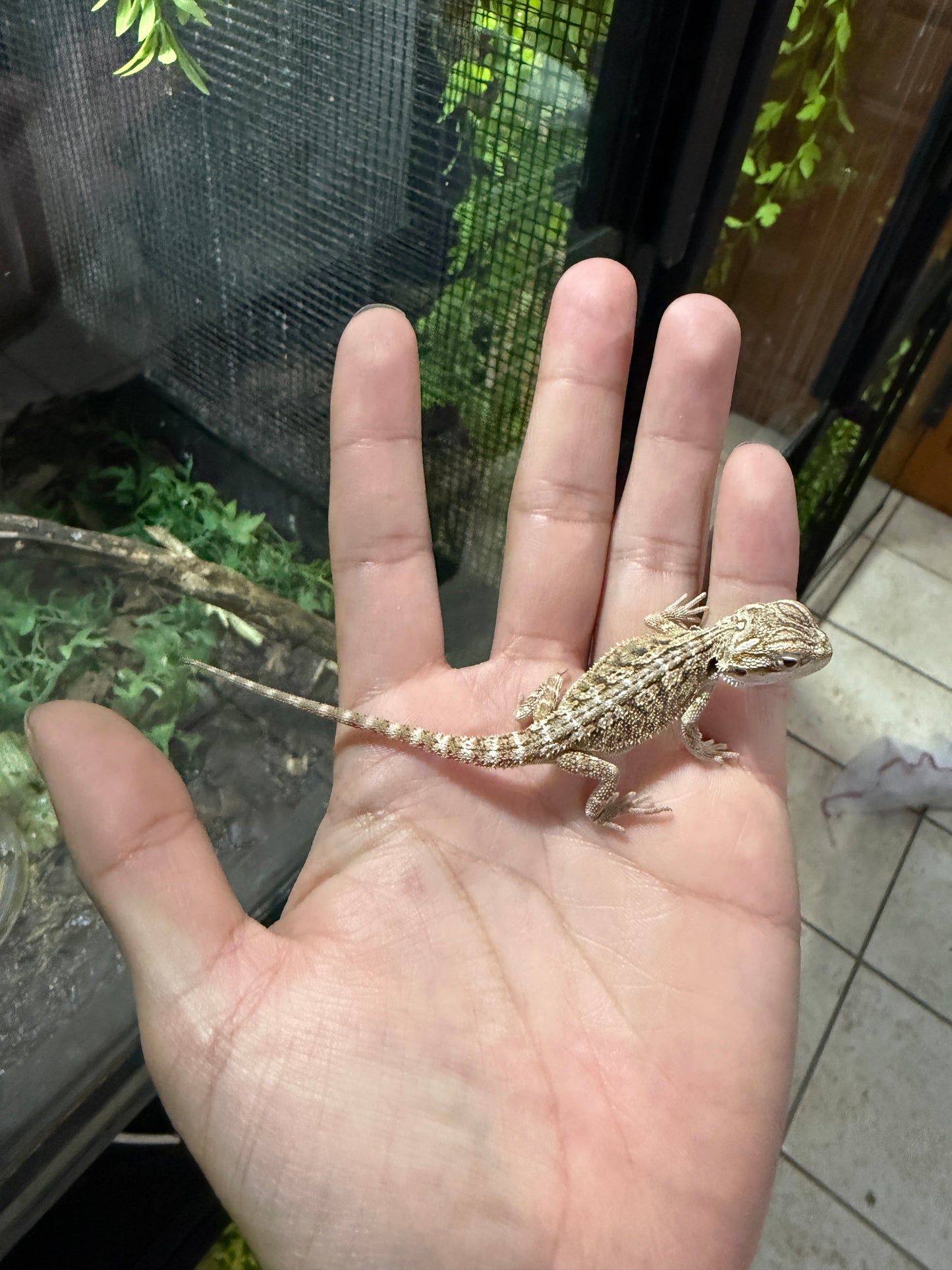 DRAGÓN BARBUDO NOMINAL CRIA 3