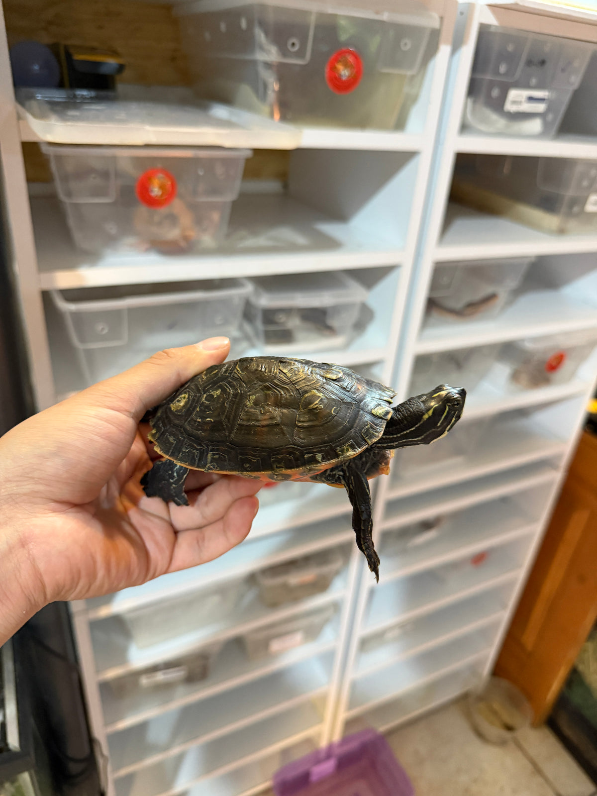 Tortuga panza roja juvenil (pseudemys rubriventris)