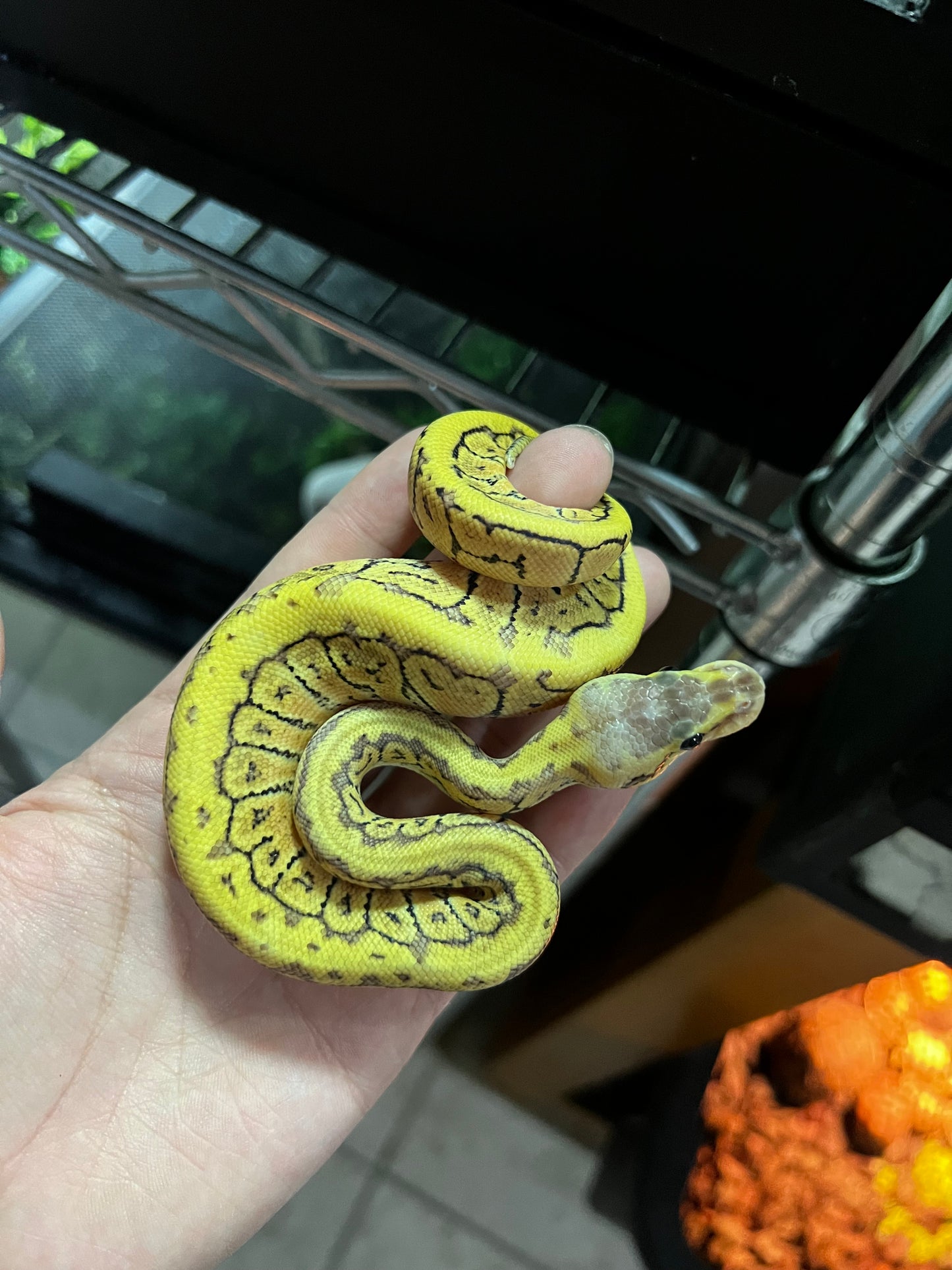 LEMONBLAST HET CLOWN MACHO 34
