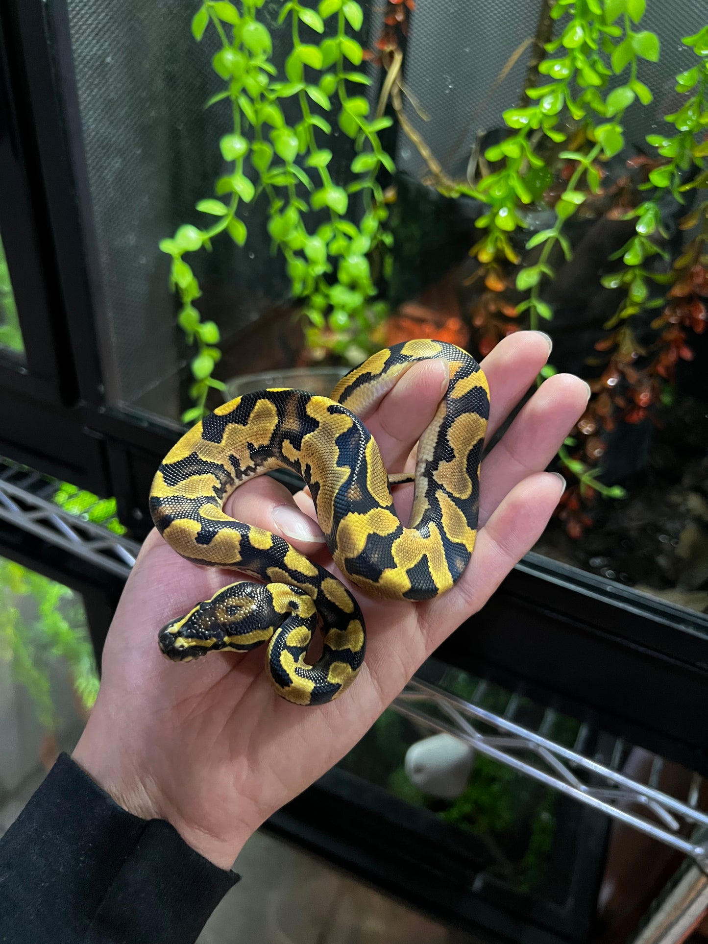 ORANGE DREAM YELLOW BELLY MACHO 62