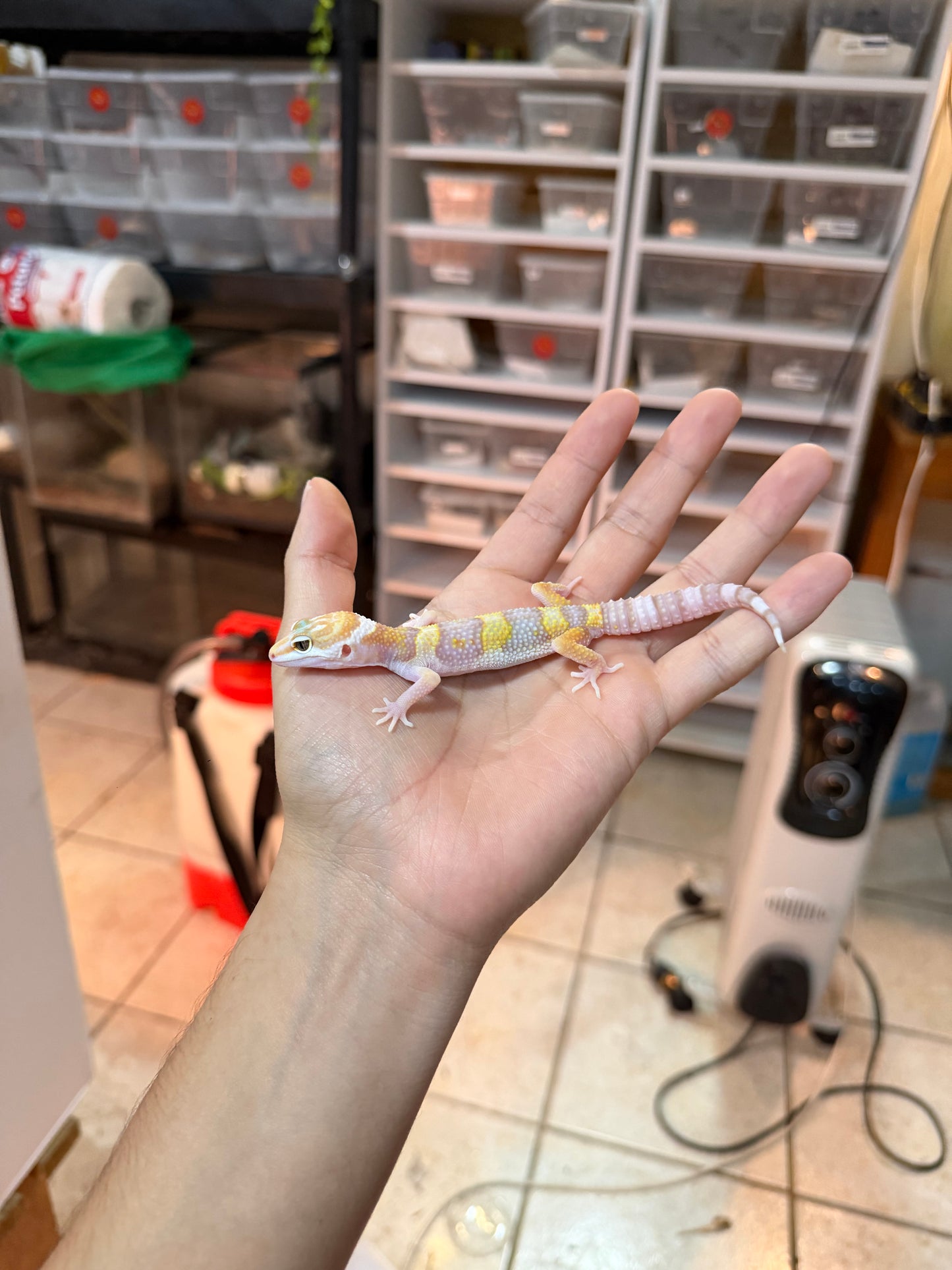 GECKO LEOPARDO RAINWATER MACHO 025