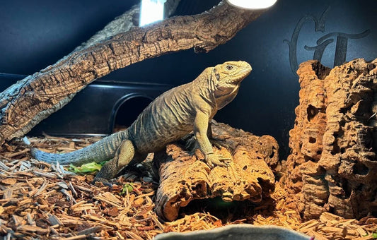 IGUANA RINOCERONTE HEMBRA 2023