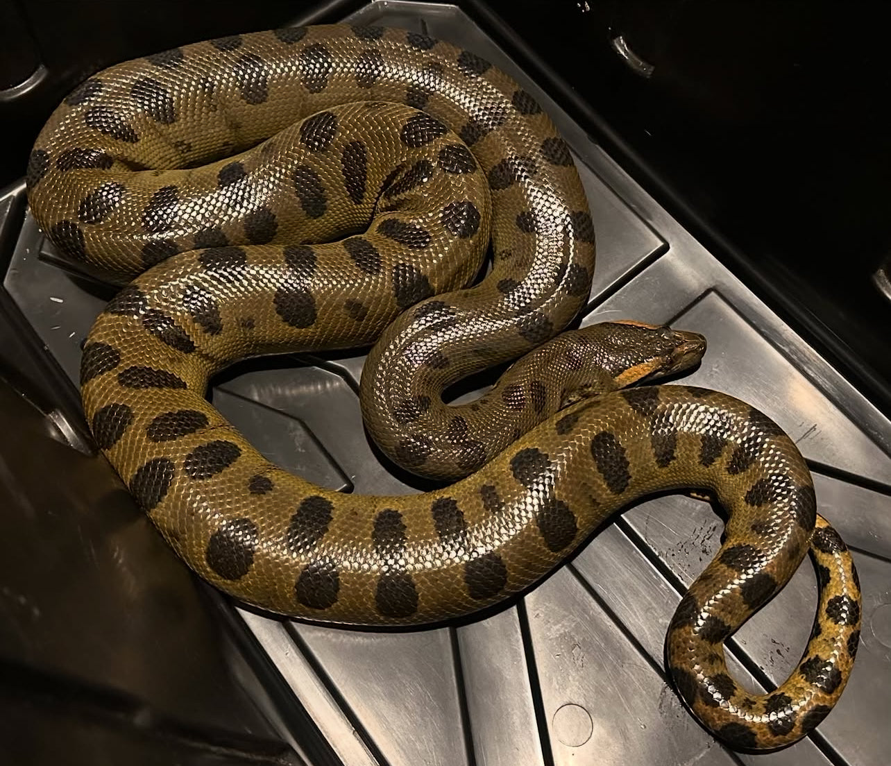 ANACONDA VERDE MACHO 2024