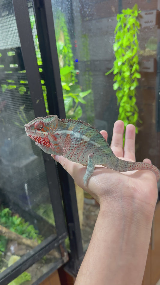 CAMALEÓN PANTERA AMBILOBE JUVENIL 2