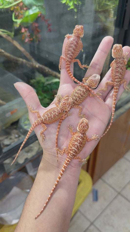 DRAGONES BARBUDOS ROJIZOS