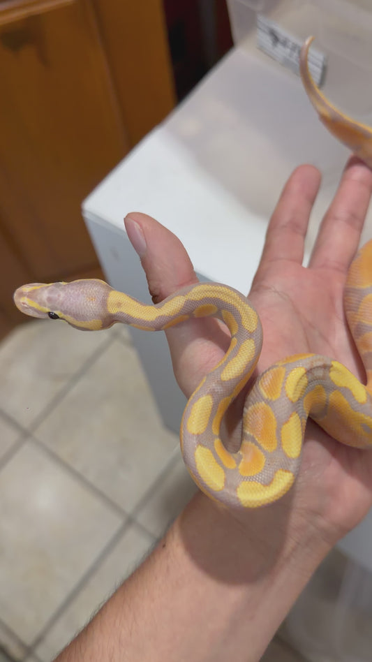 PITÓN BOLA BANANA OD MACHO
