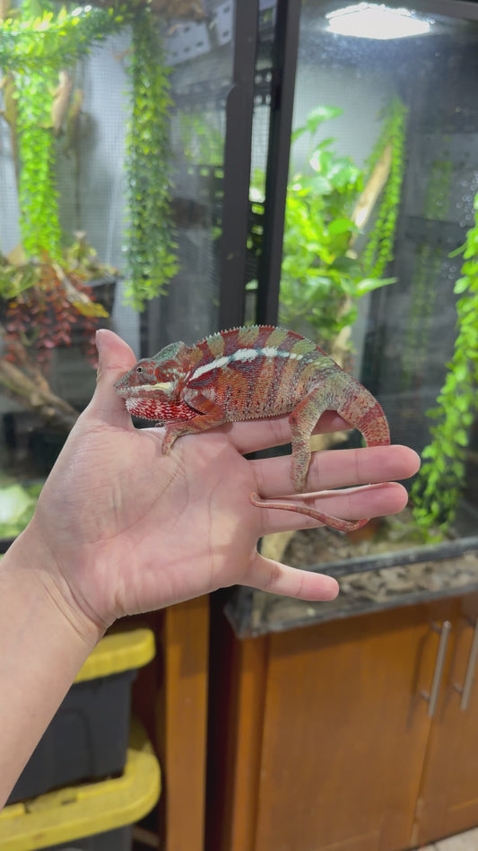 CAMALEÓN PANTERA AMBILOBE JUVENIL 5