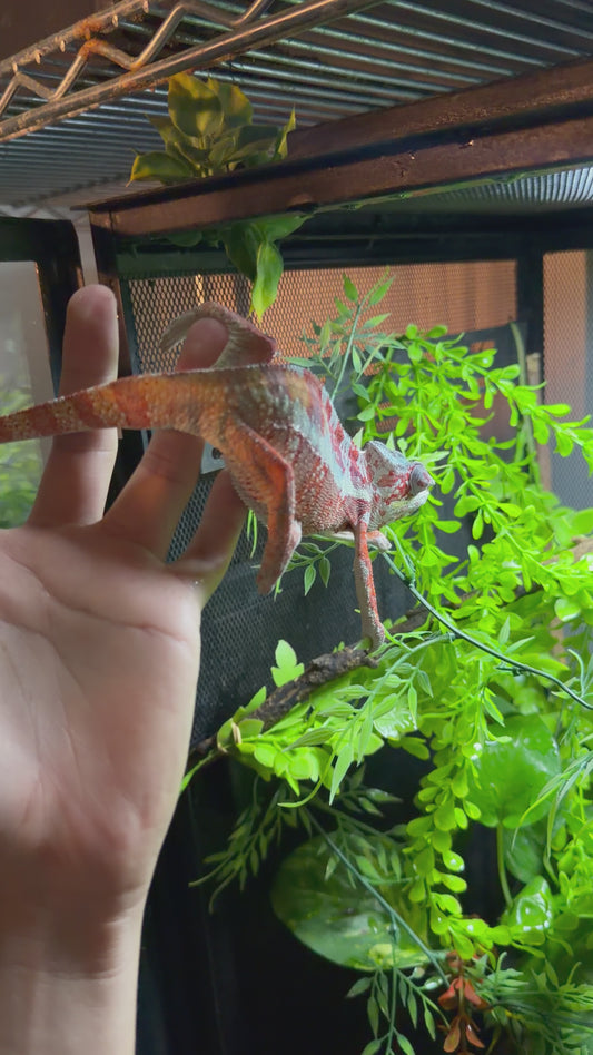CAMALEÓN PANTERA SUB ADULTO AMBILOBE (Furcifer pardalis)