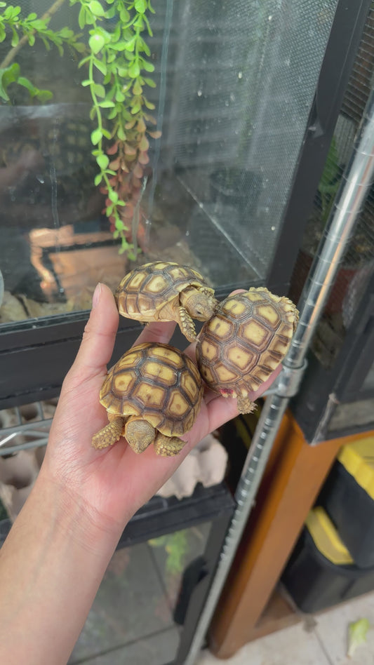 TORTUGA SULCATA YEARLING