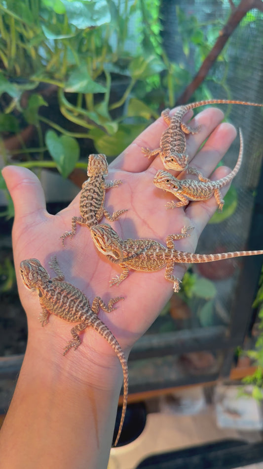 DRAGÓN BARBUDO HYPO O LEATHERBACK