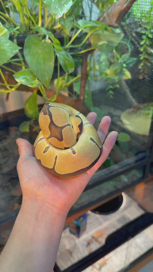 Pitón bola enchi clown 50% het DG macho