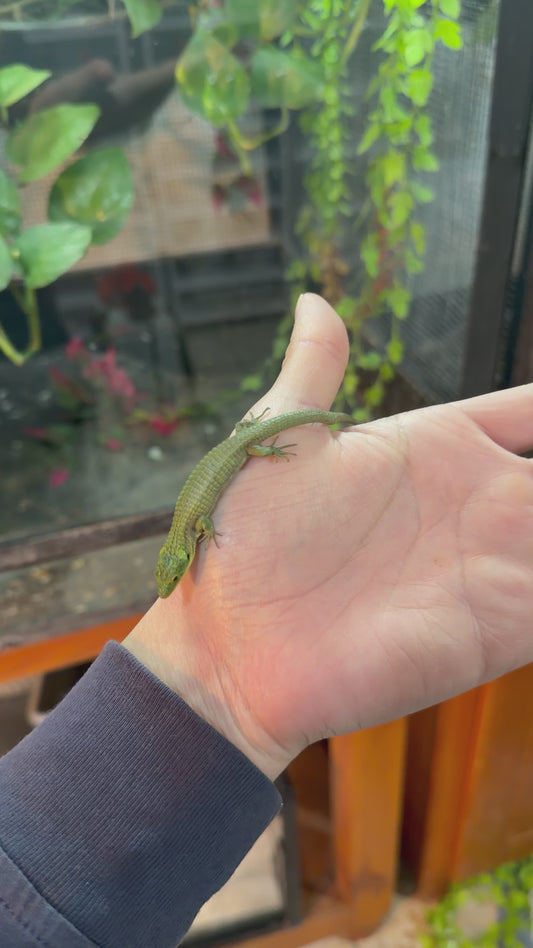 ABRONIA GRAMINEA BEBÉ