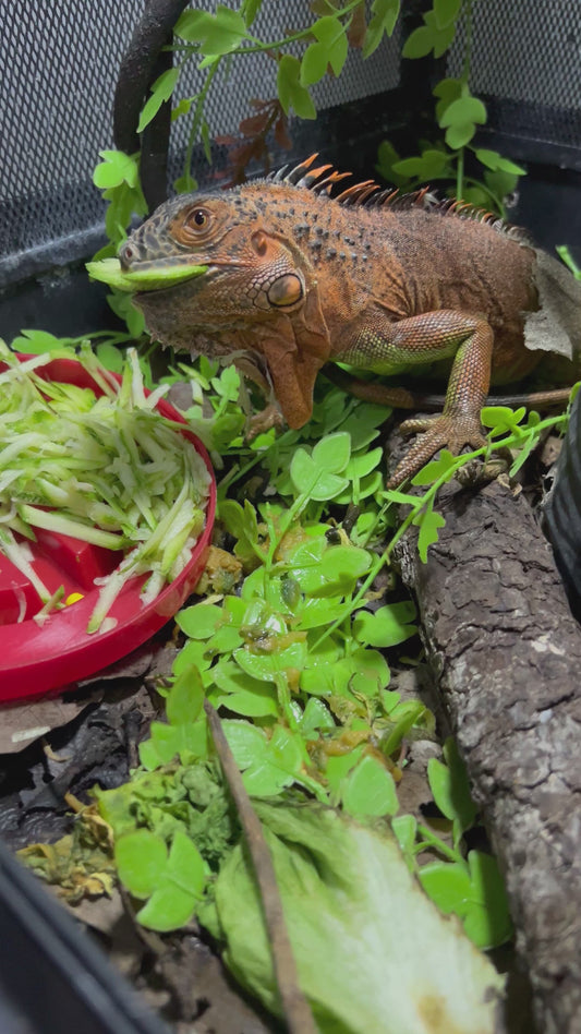 IGUANA ROJA JUVENIL 2024